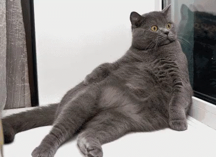 Big cat No you didn't GIF